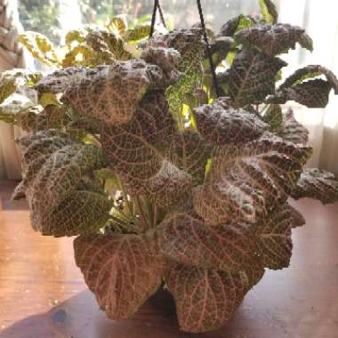 Fittonia albivenis var. Verschaffeltii