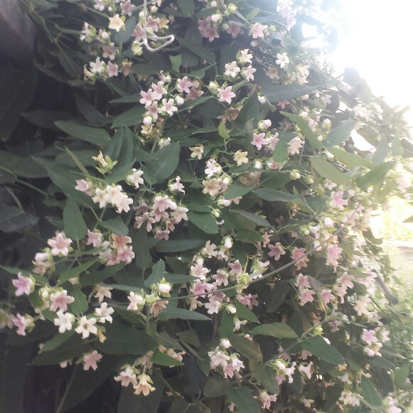 Plant image Araujia Sericifera