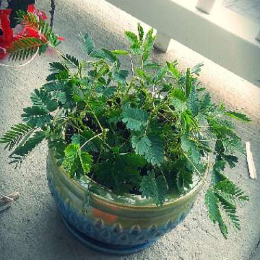 Sensitive Plant