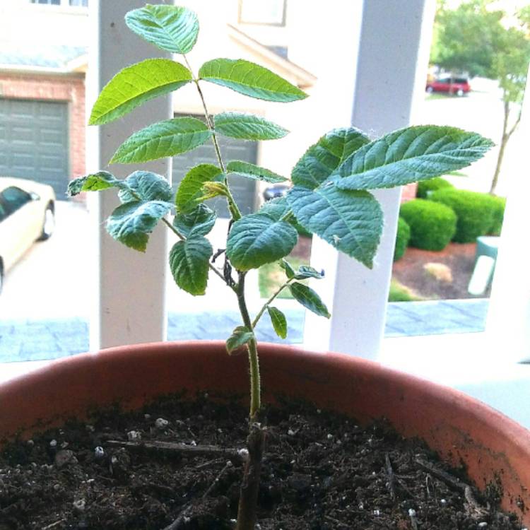 Plant image Juglans Nigra