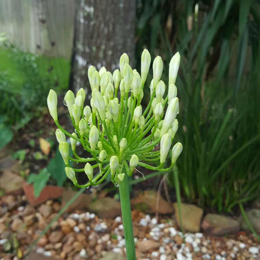 plant image 68886