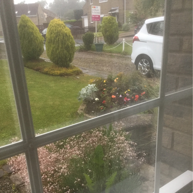 Brenda's garden