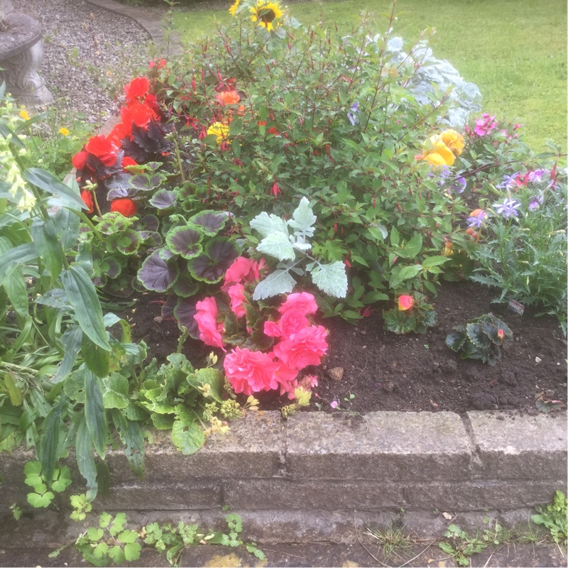 Brenda's garden