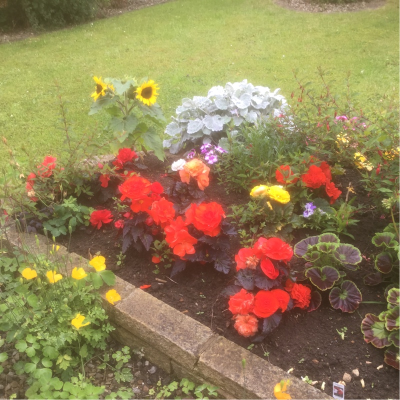 Brenda's garden