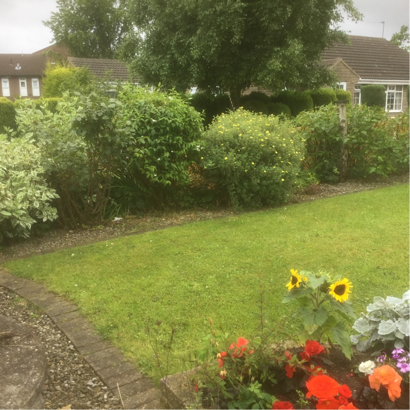 Brenda's garden