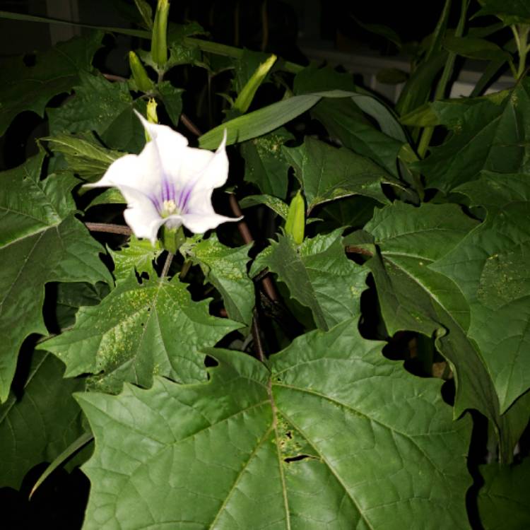 Plant image Datura Stramonium 'La Fleur Lilac'
