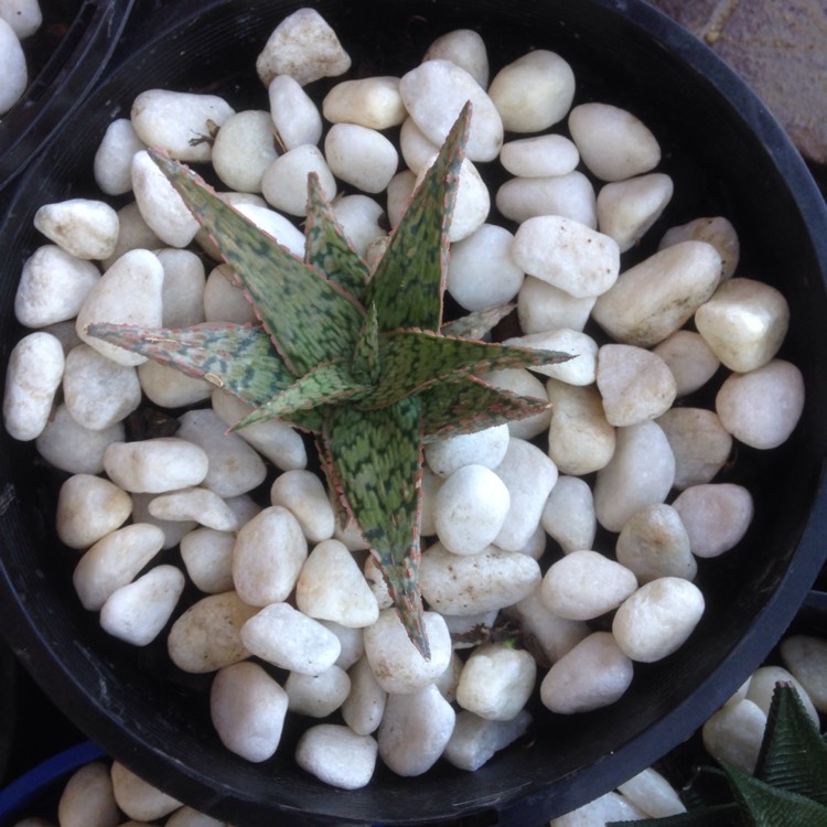 plant image 1029041