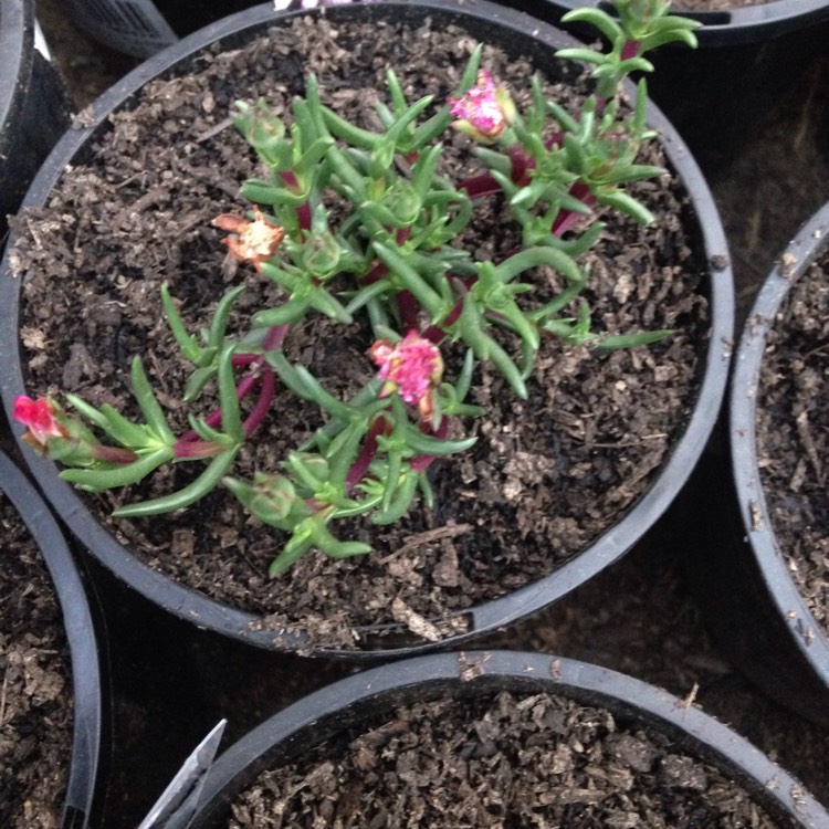 plant image 1049827