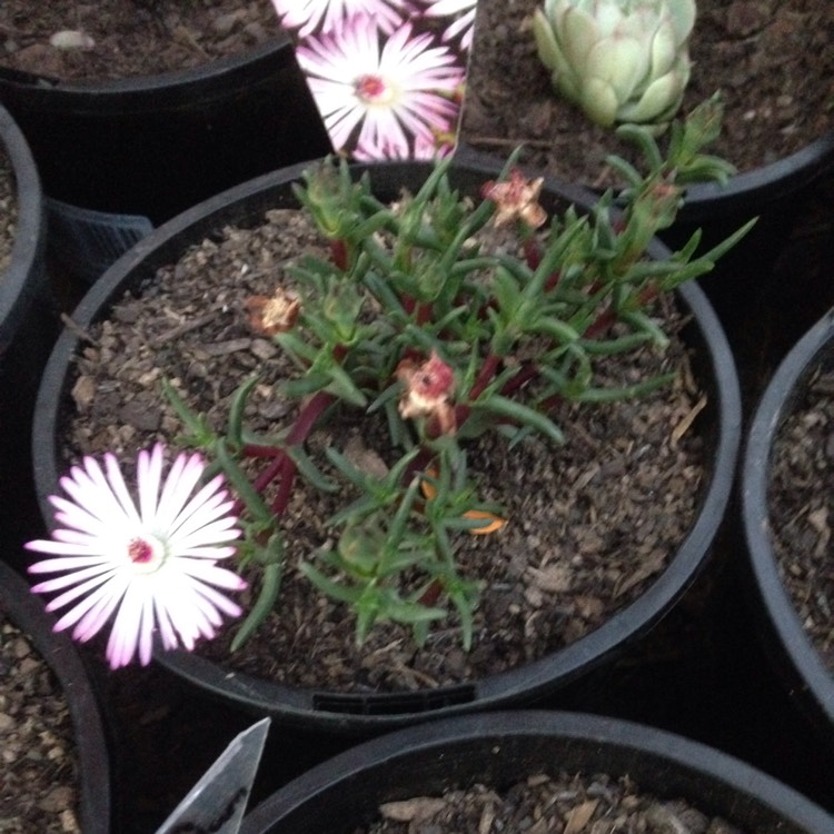 plant image 1053919