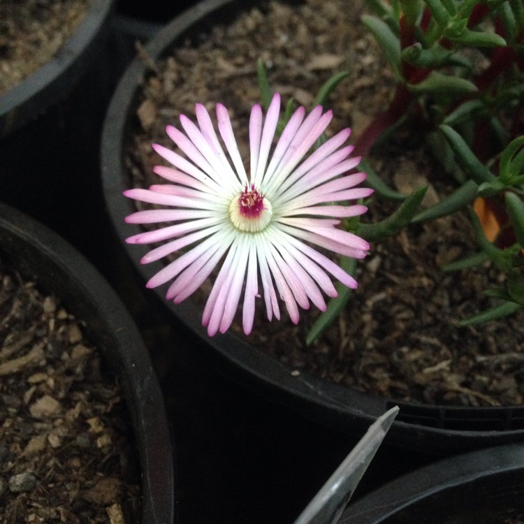 Plant image Lampranthus Filicaulis