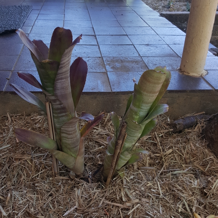 Plant image Billbergia hybrida 'Platinum'