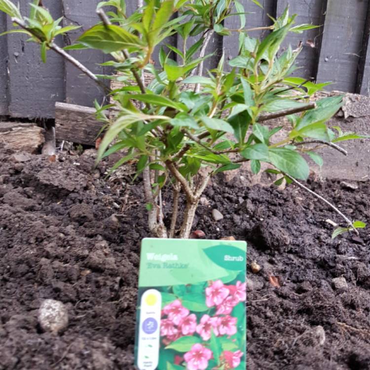 plant image 542021