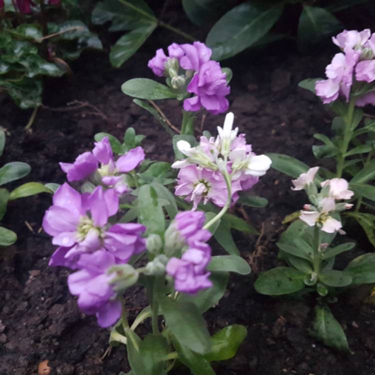 Plant image Matthiola incana