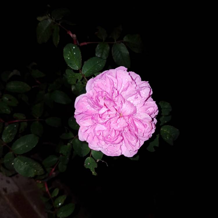Plant image Rosa 'Marchesa Boccella' syn. Rosa 'Jacques Cartier', Rosa 'Marquise Boccella'