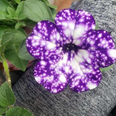 Petunia 'Night Sky'