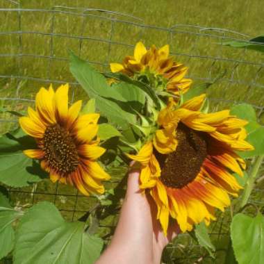 Sunflower Velvet Queen