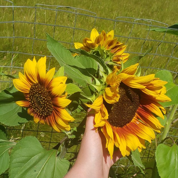 plant image 1471669