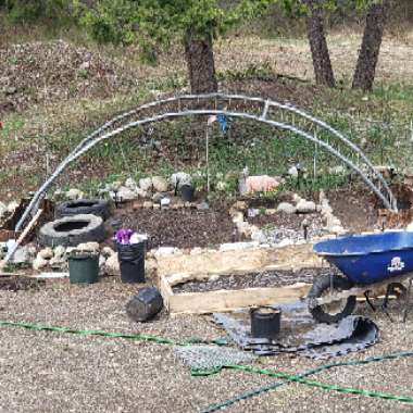 Brianna's garden