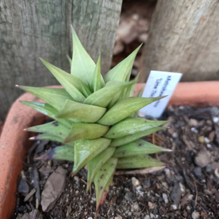 Plant image x Gasterhaworthia 'Lime Thicket'