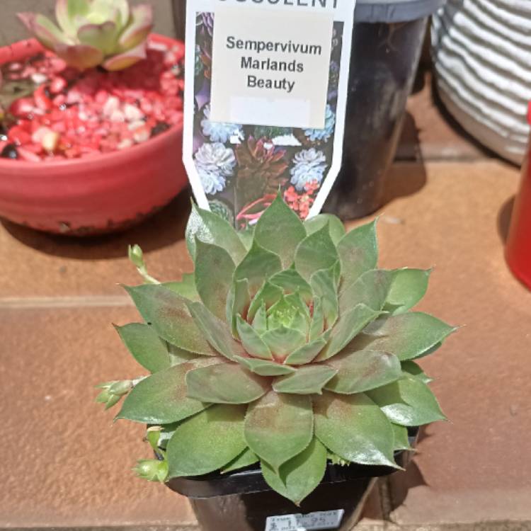 Plant image Sempervivum Marland Beauty