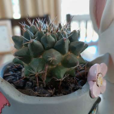 Mammillaria zeilmanniana var. Albiflora