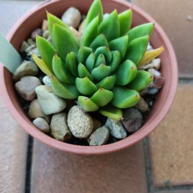 B's garden