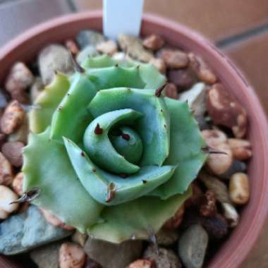 Agave Isthmensis
