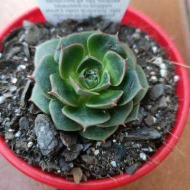 brich's plant