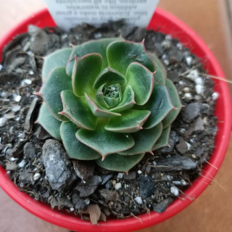 plant image 1437462