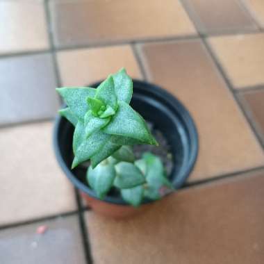 String Of Buttons