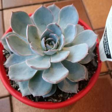 Echeveria Morning Beauty