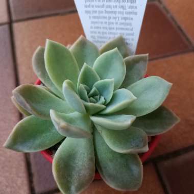 Graptoveria 'Manda'