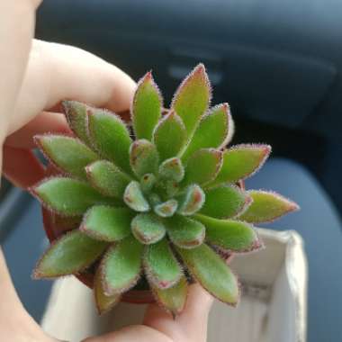 Echeveria 'Set Oliver'