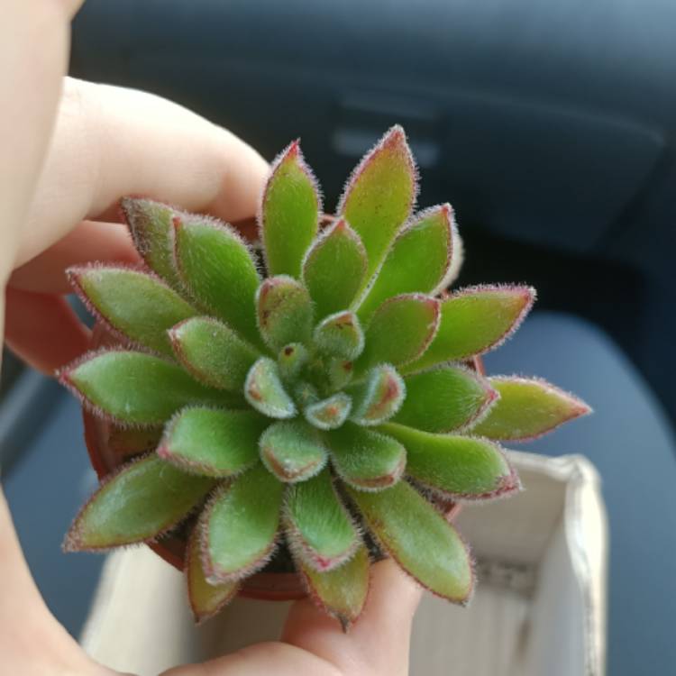plant image 1449546
