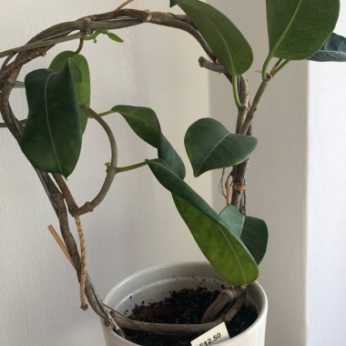 Madagascar jasmine