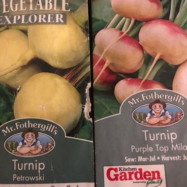 Turnip
