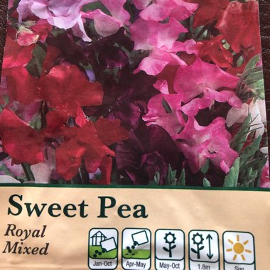 Sweet Pea