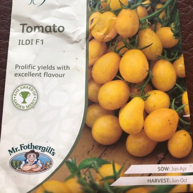 Tomato 'Ildi'