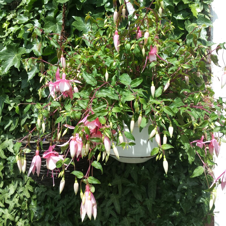 Fuchsia 'Miss California'