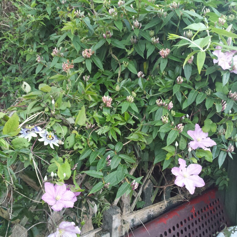 Bridgette's garden