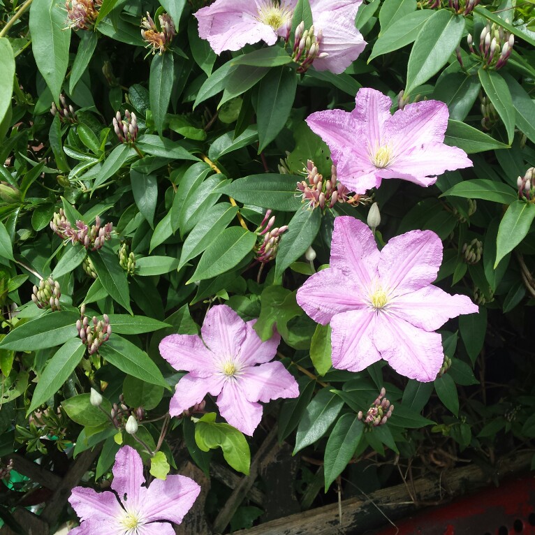 Bridgette's garden