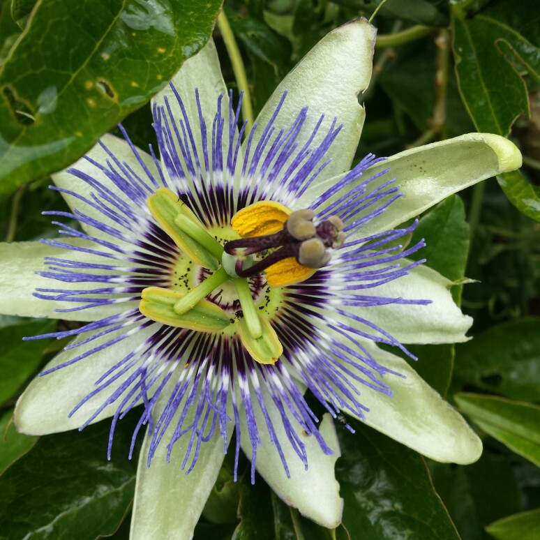 Passion Flower 'Amethyst'
