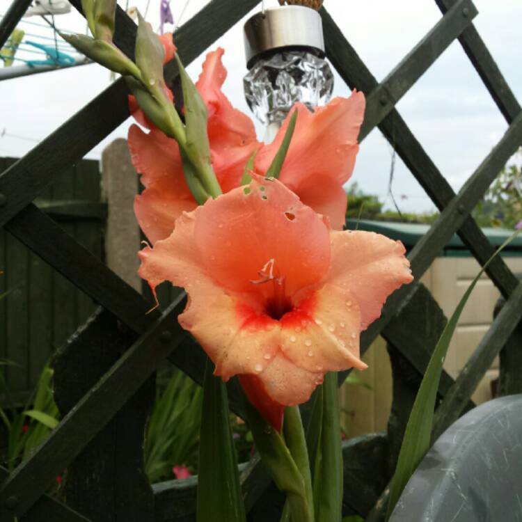 plant image 190108