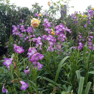 Bridgette's garden