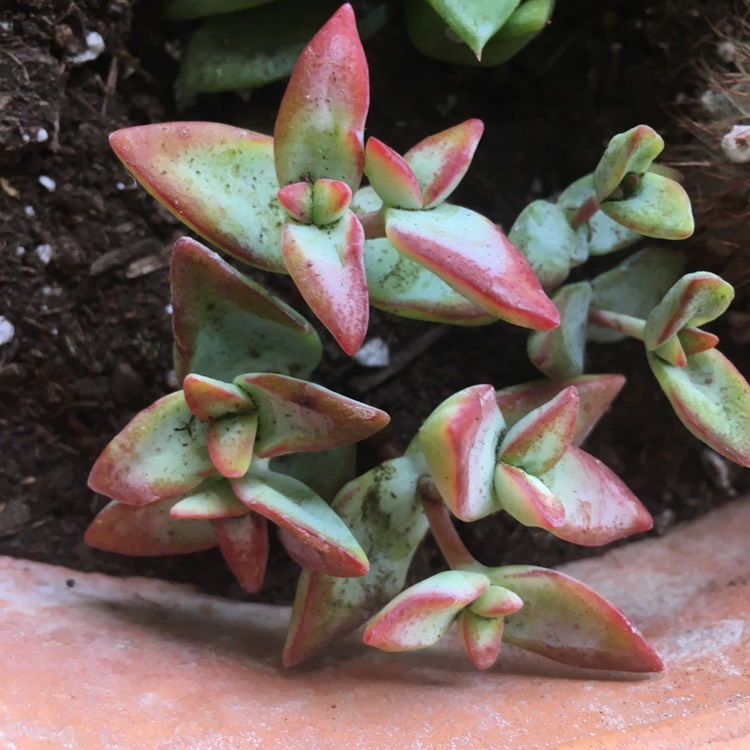 Plant image Crassula High Voltage