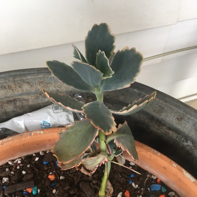 Plant image Kalanchoe Houghtonii