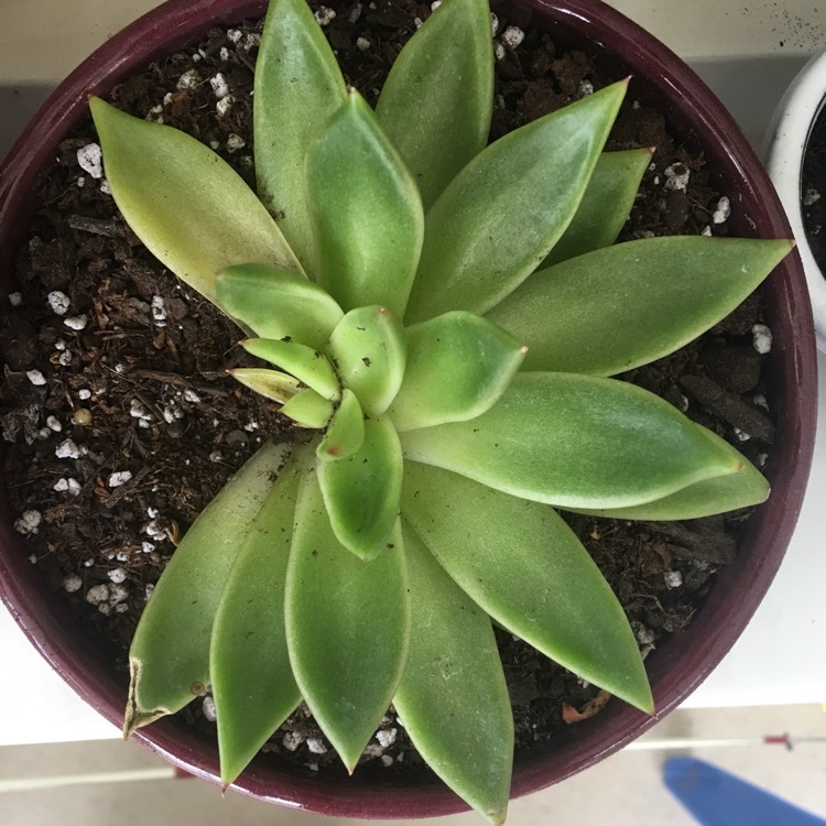 Plant image Echeveria Agavoides Lemaire