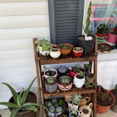 Bridgett's garden