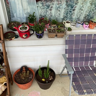 Bridgett's garden