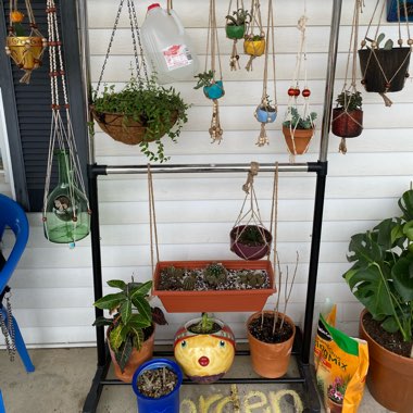Bridgett's garden